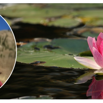 Rising Beyond Survival - Sitatara Retreat Reflection Header