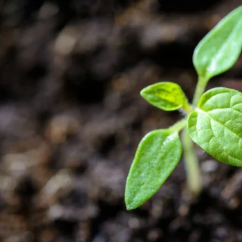 Sprouting Seeds Of Wisdom
